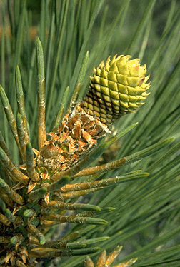 Pinus torreyana
