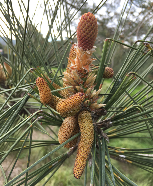 Pinus torreyana