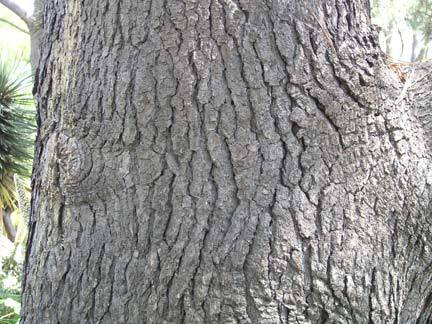 Pinus torreyana