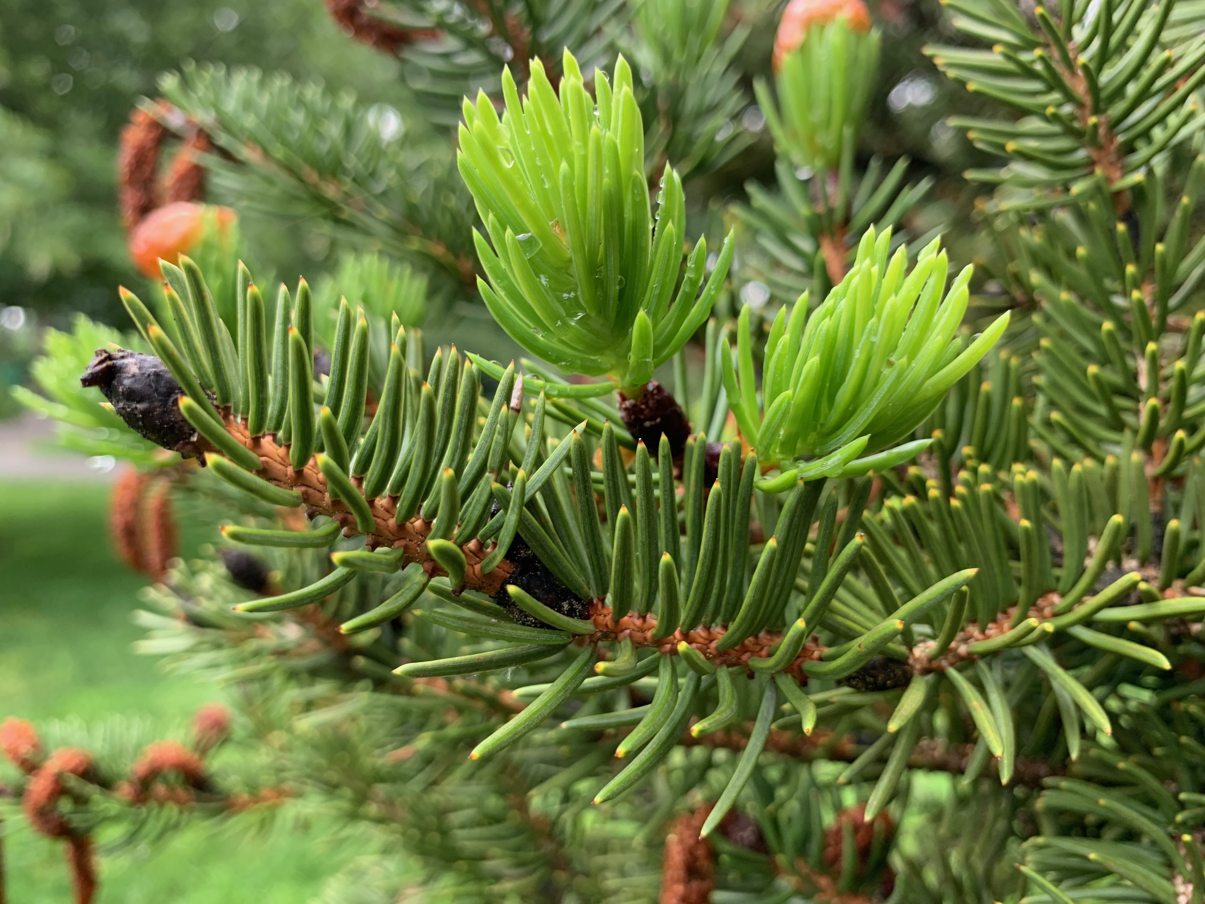 Picea torano
