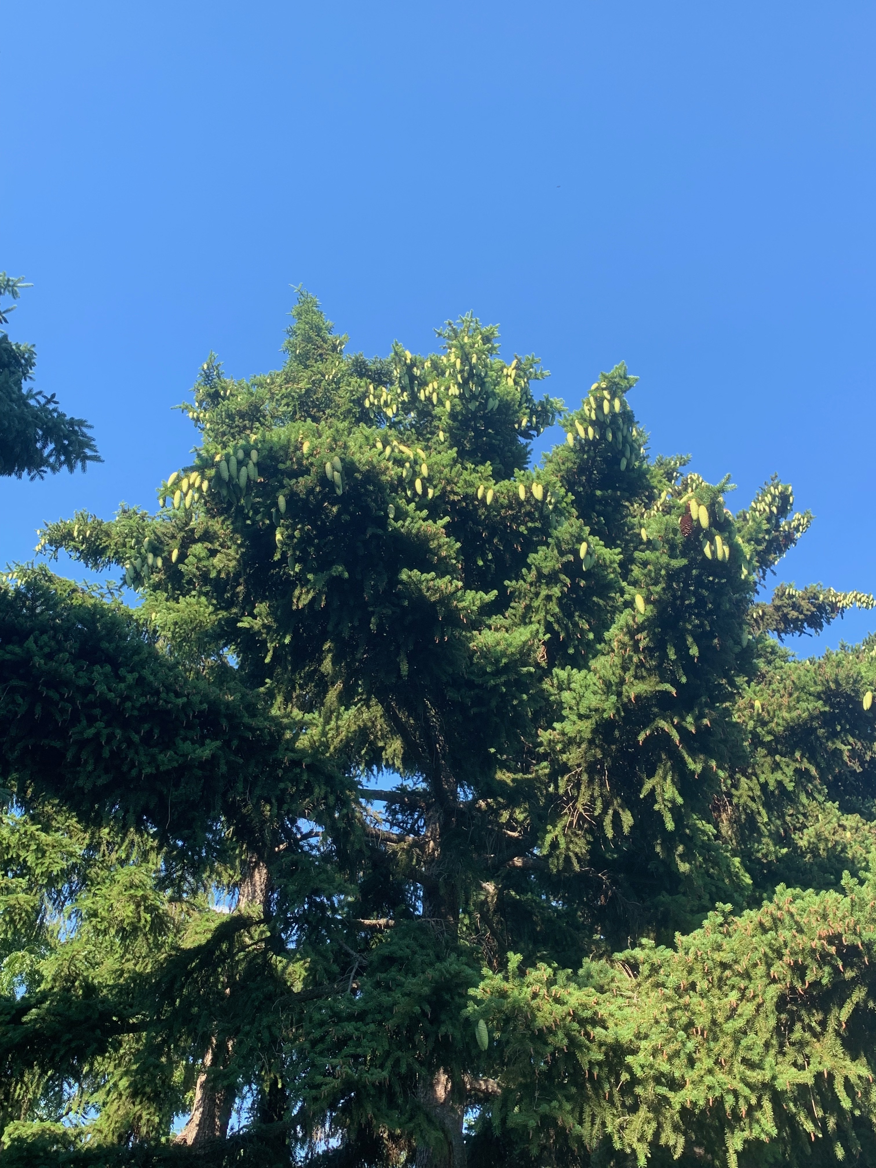 Picea torano