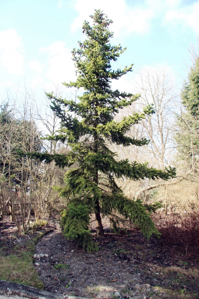 Picea torano