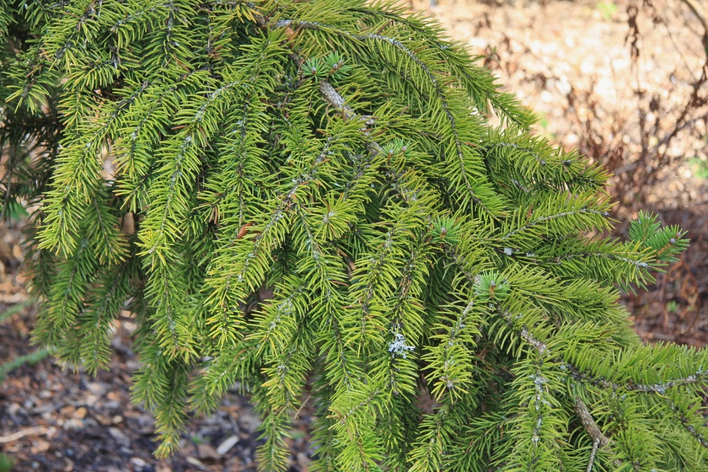 Picea torano