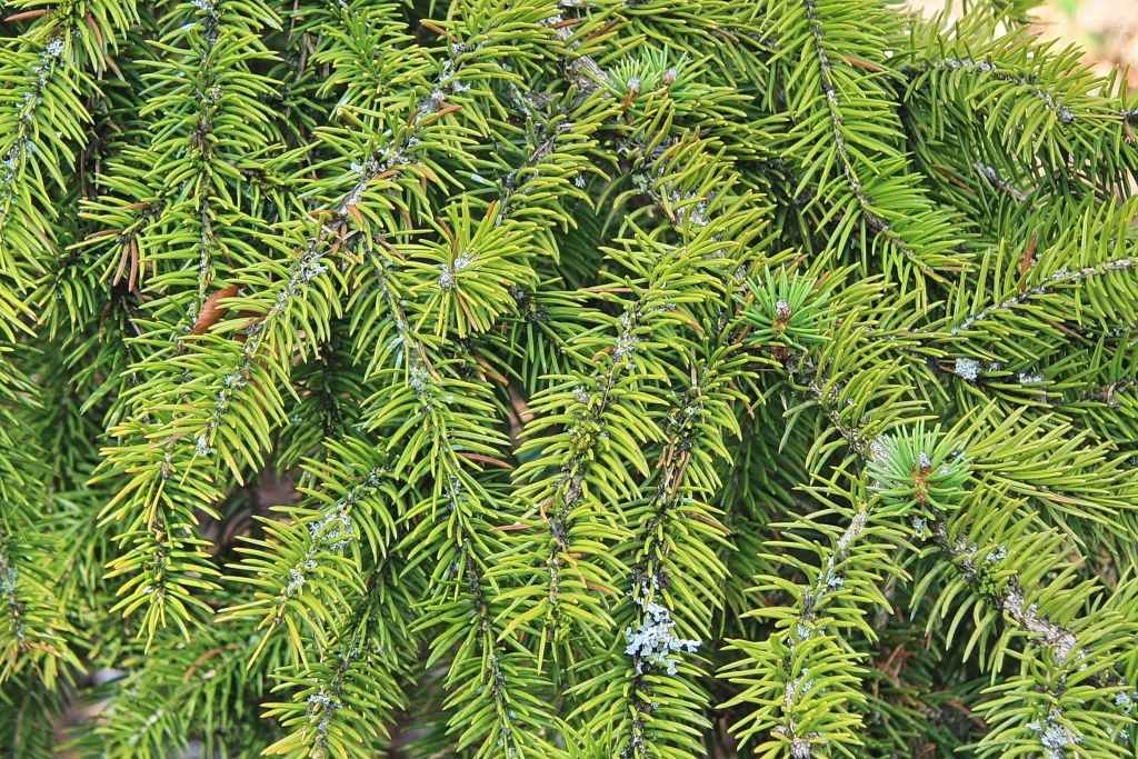 Picea torano