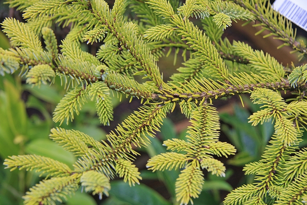 Picea torano