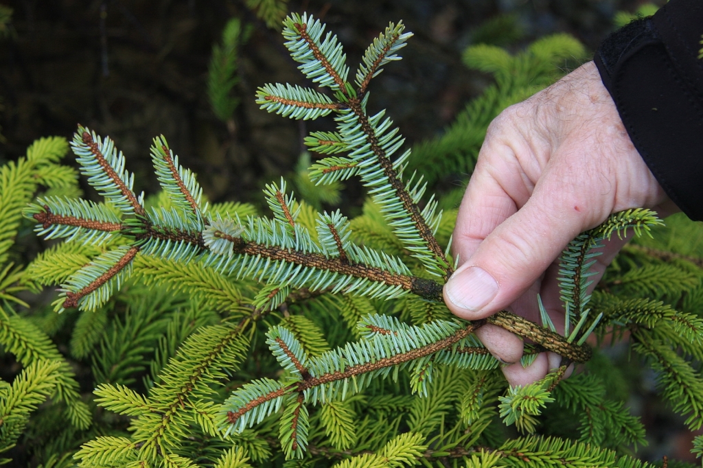 Picea torano