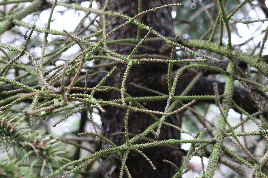 Picea torano