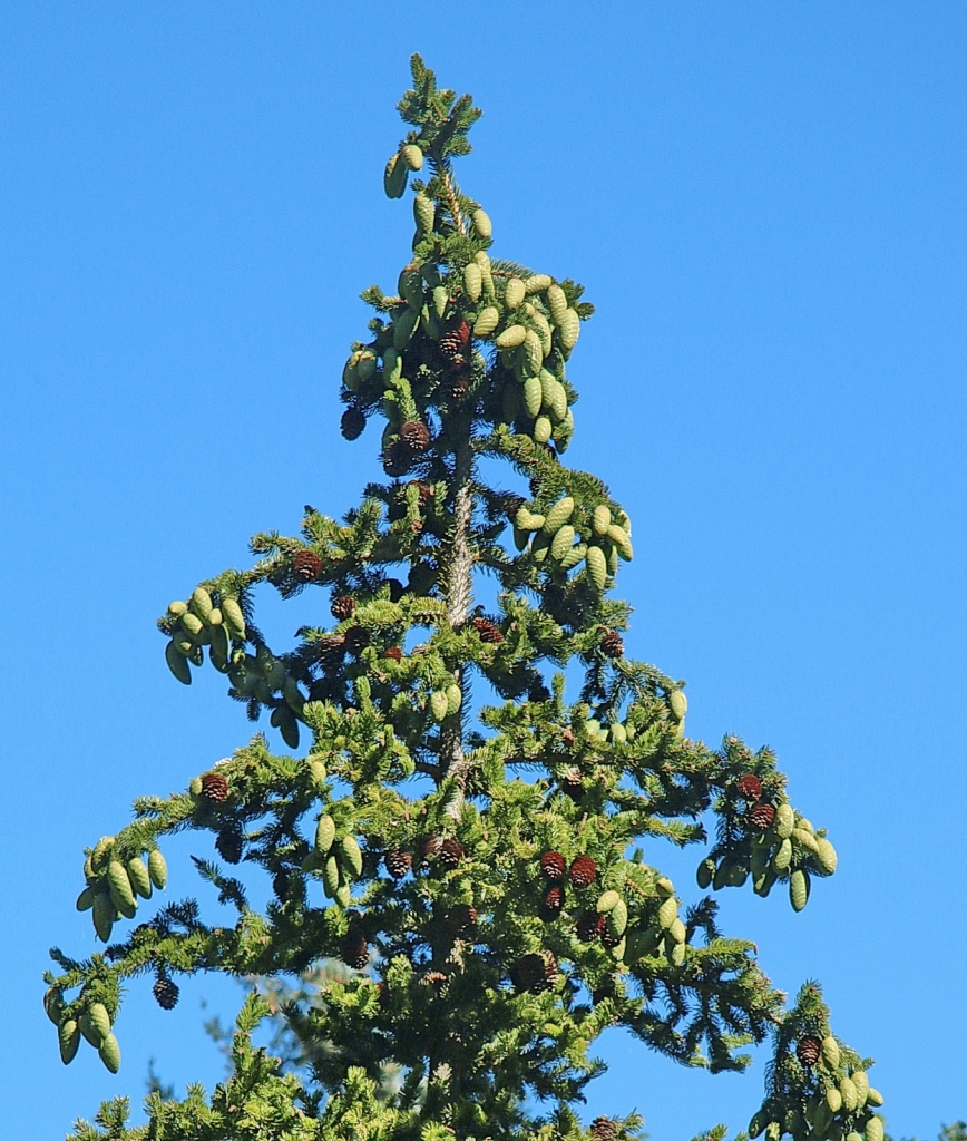 Picea torano