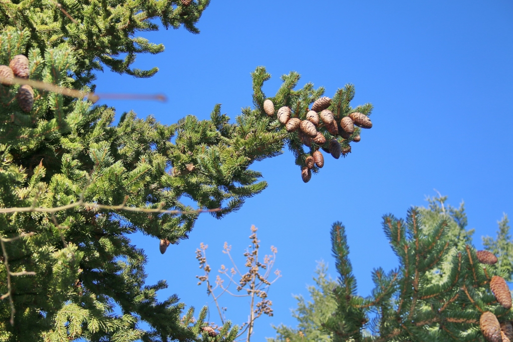 Picea torano
