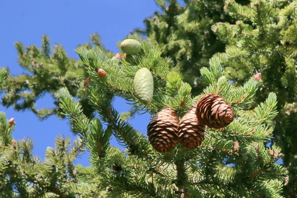 Picea torano