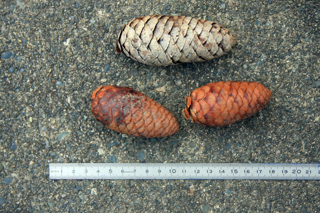 Picea torano