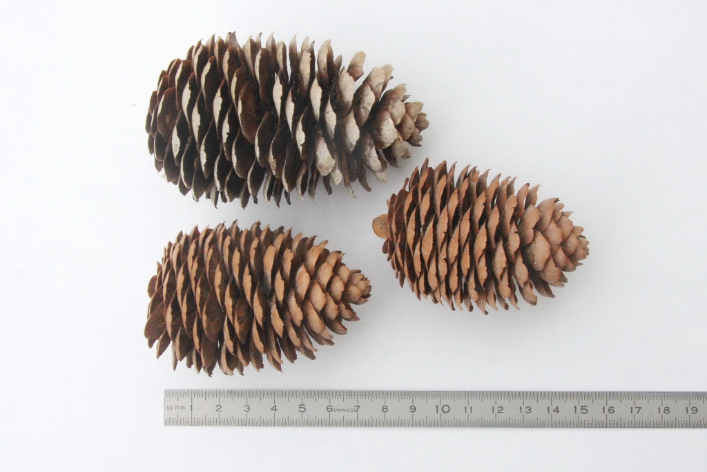 Picea torano