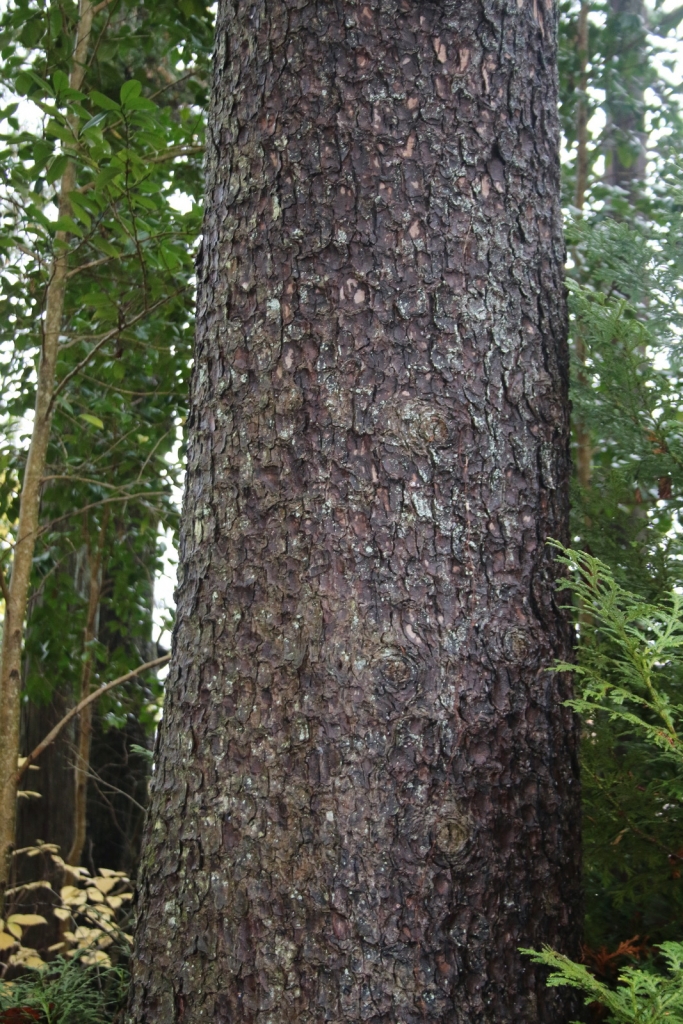 Picea torano