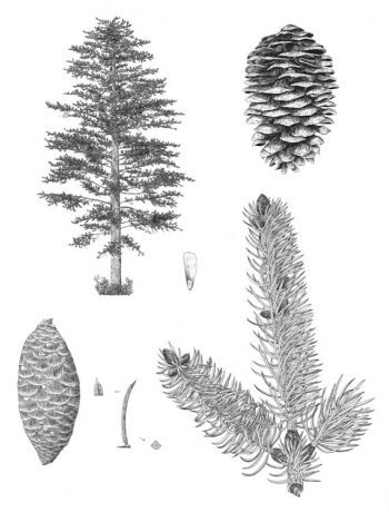 Picea torano