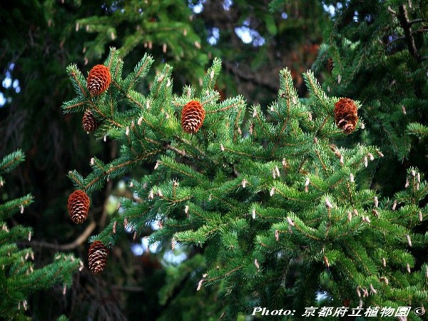 Picea torano