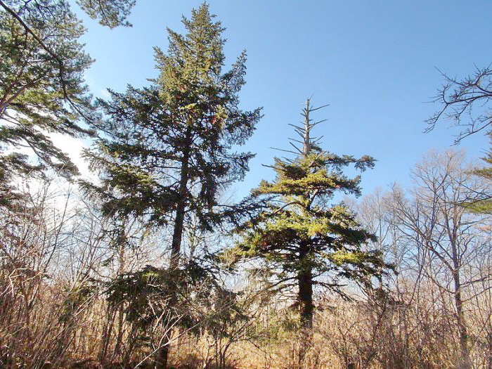 Picea torano