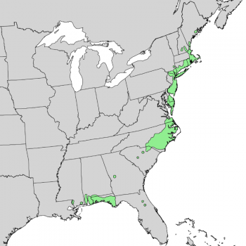 Chamaecyparis thyoides