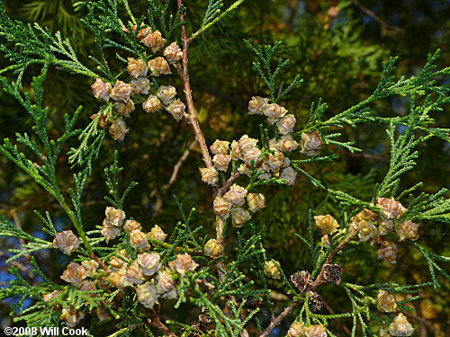 Chamaecyparis thyoides