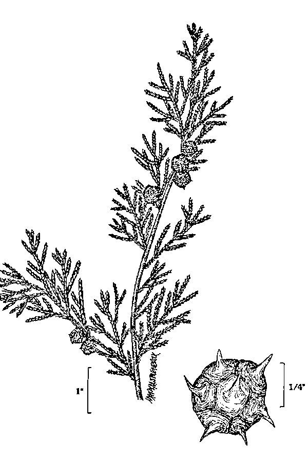 Chamaecyparis thyoides