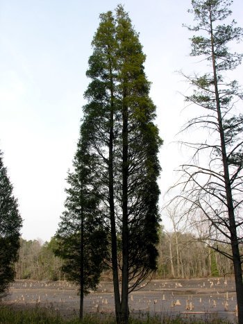Chamaecyparis thyoides