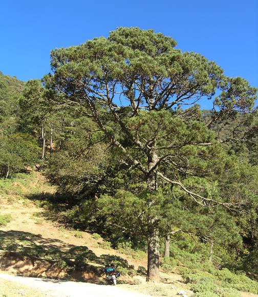 Pinus teocote