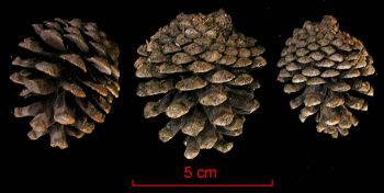 Pinus teocote