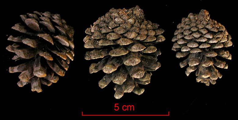 Pinus teocote