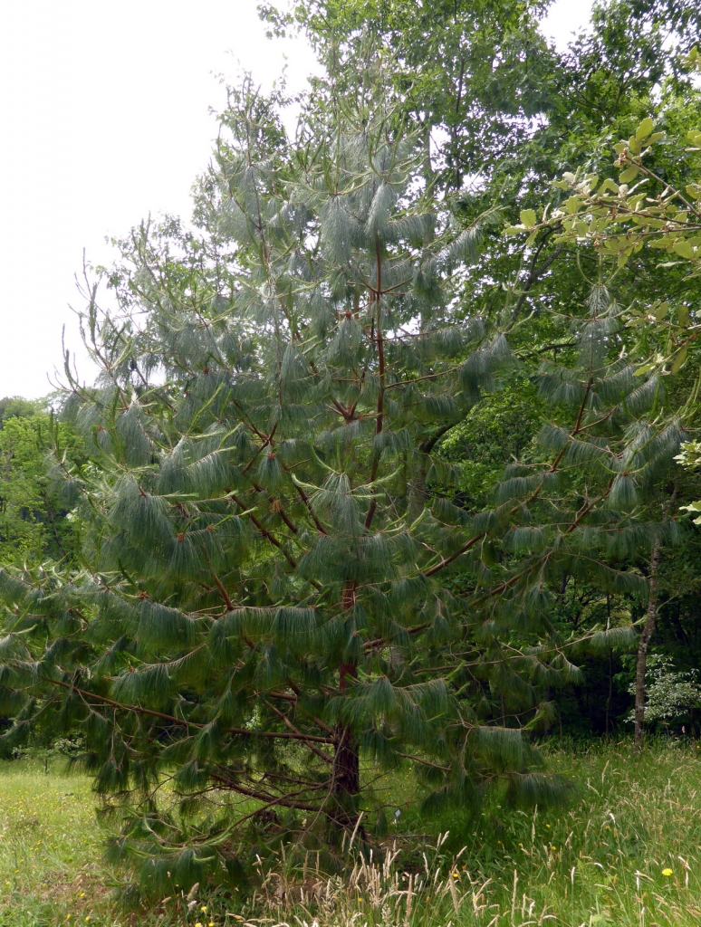 Pinus tecunumanii