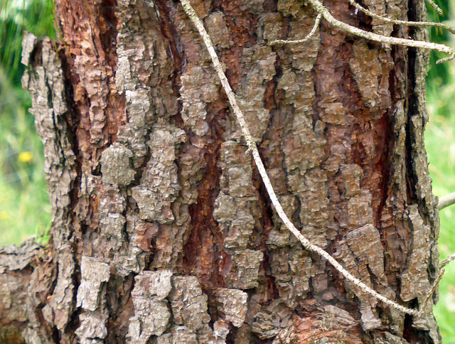 Pinus tecunumanii