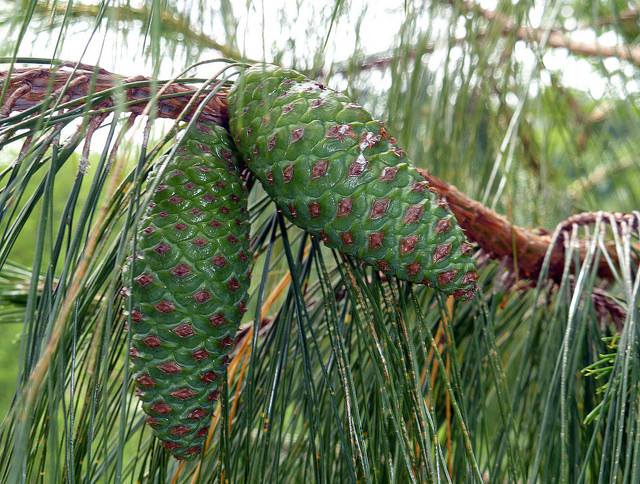 Pinus tecunumanii