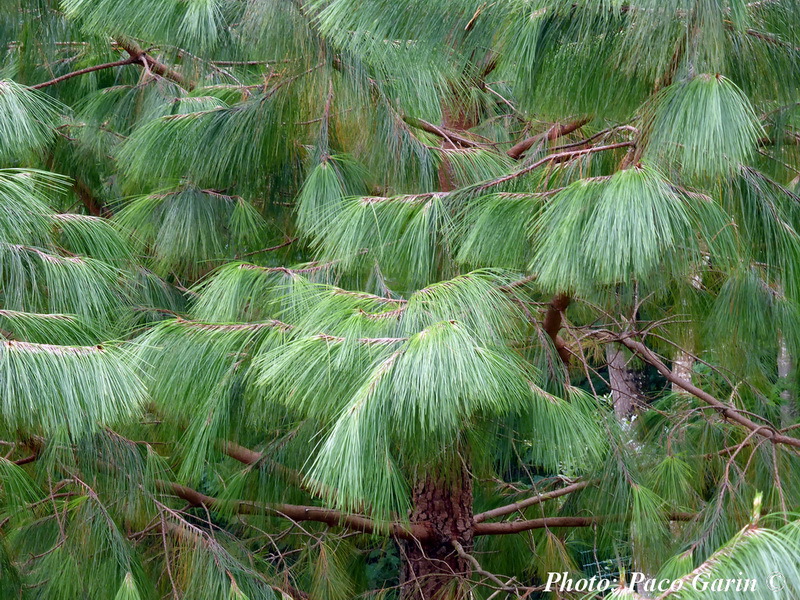 Pinus tecunumanii