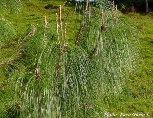 Pinus tecunumanii