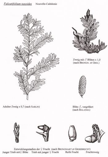 Falcatifolium taxoides