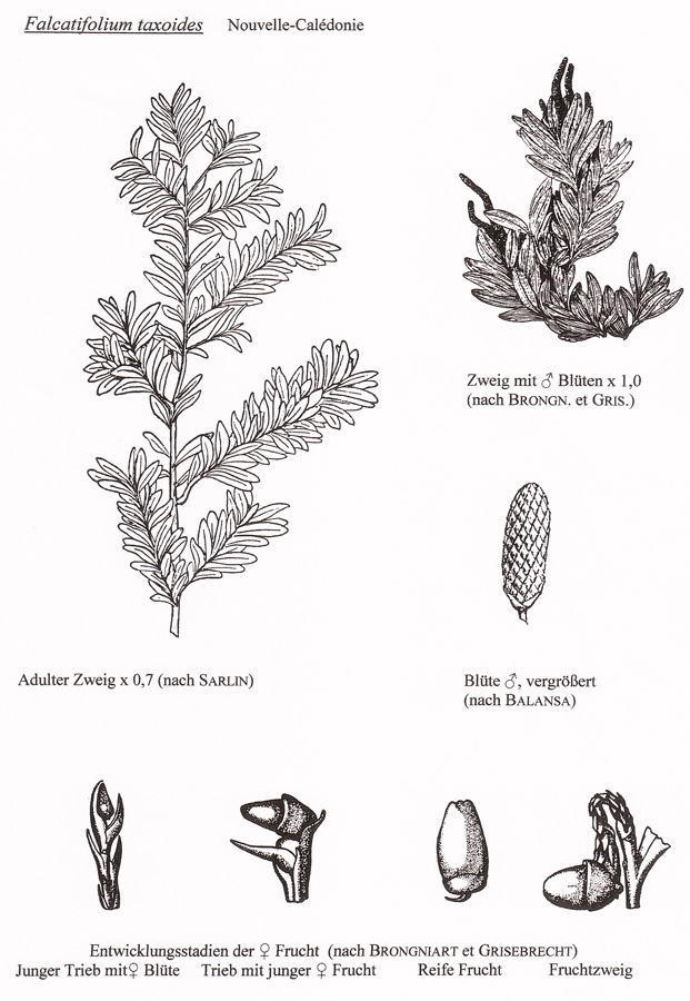 Falcatifolium taxoides