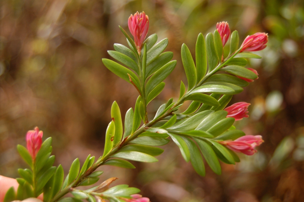 Falcatifolium taxoides