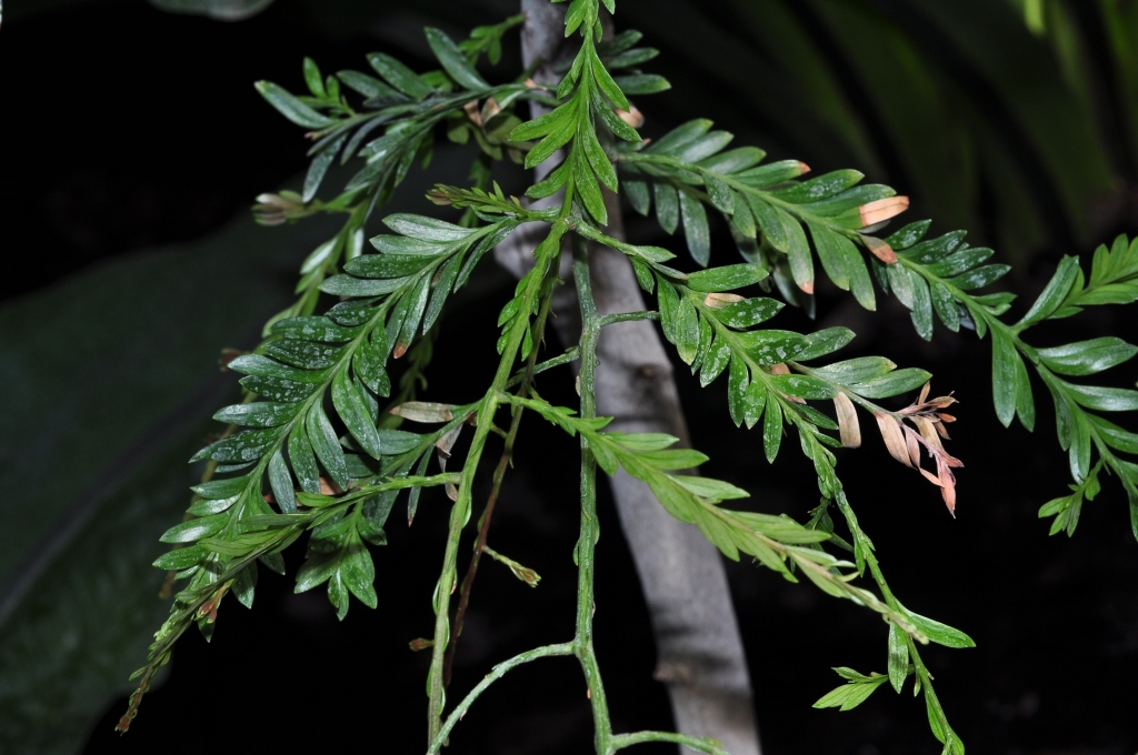 Falcatifolium taxoides