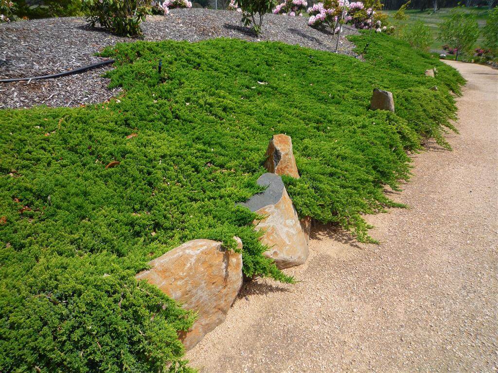 Juniperus taxifolia