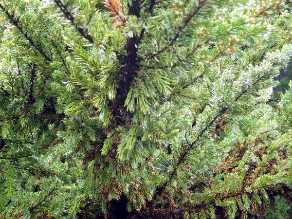 Juniperus taxifolia