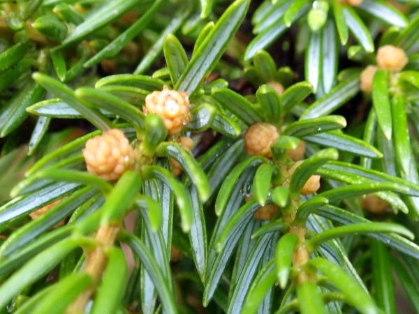 Juniperus taxifolia