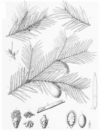 Torreya taxifolia