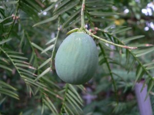 Torreya taxifolia