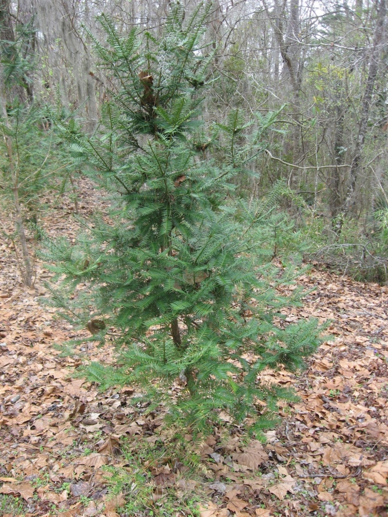 Torreya taxifolia
