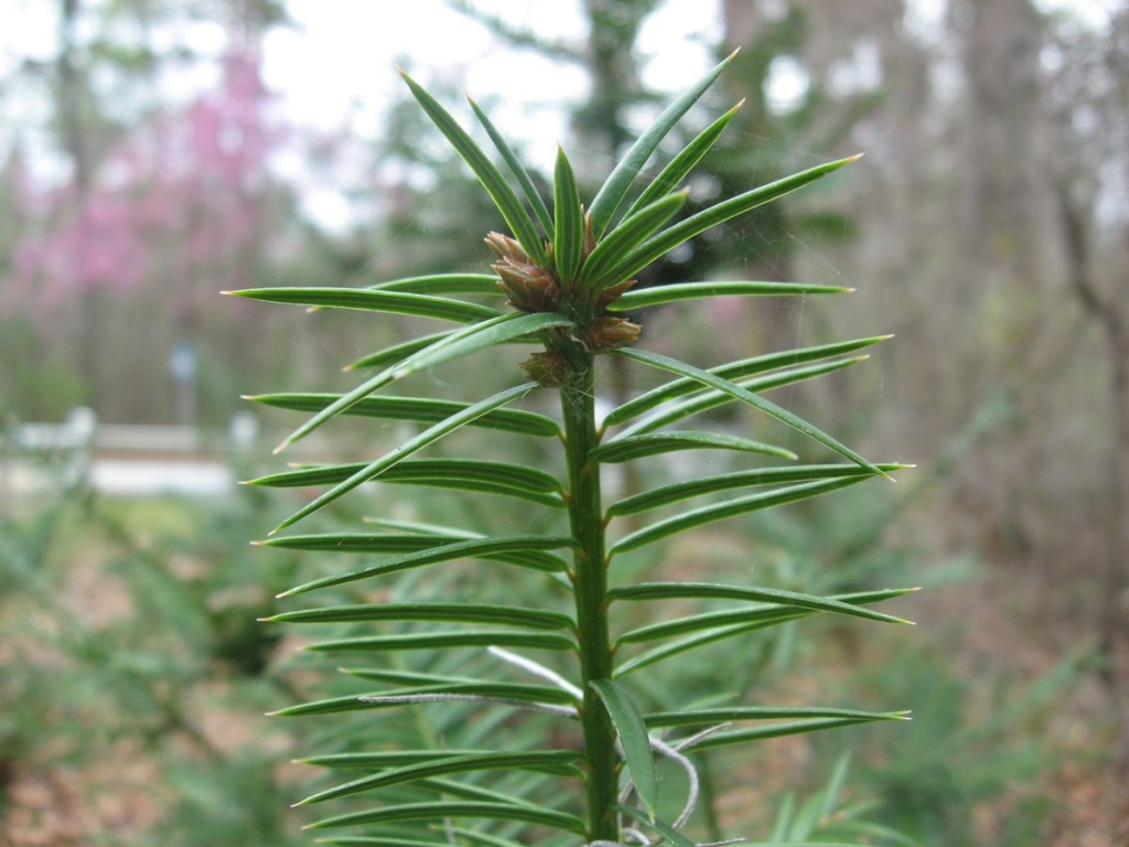 Torreya taxifolia