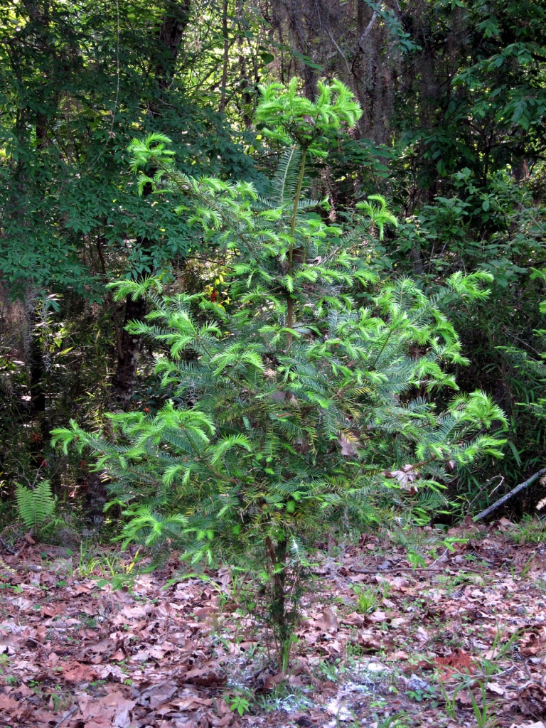 Torreya taxifolia