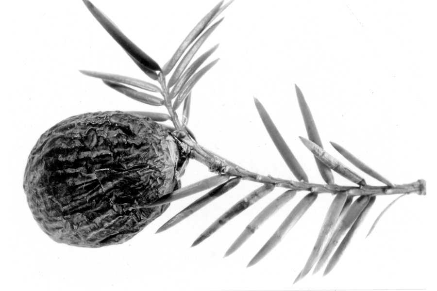 Torreya taxifolia