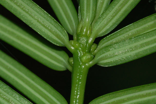 Torreya taxifolia