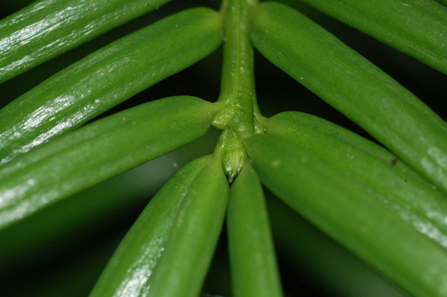 Torreya taxifolia