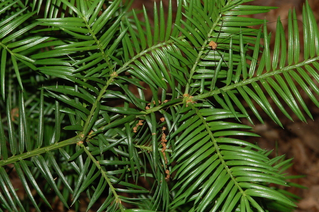 Torreya taxifolia