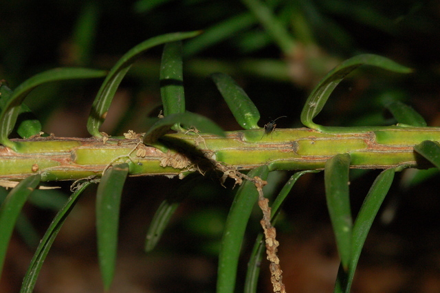 Torreya taxifolia