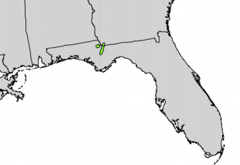 Torreya taxifolia